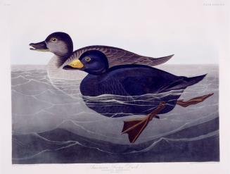 American Scoter Duck