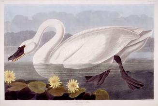 Common American Swan