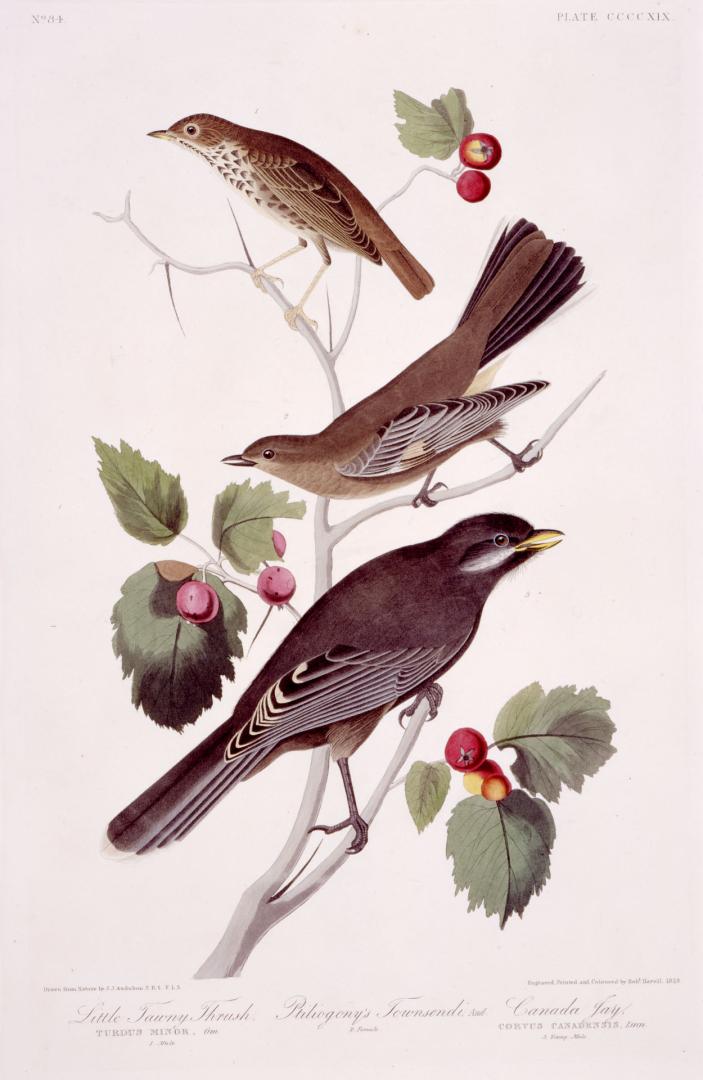 1. Little Tawny Thrush, 2. Ptiliogony's Townsendi, 3.  Canada Jay