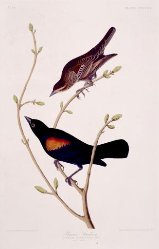 Prairie Starling