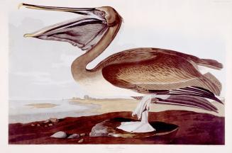 Brown Pelican