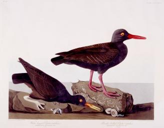 1. White-legged Oyster-catcher, 2. Slender-billed Oyster-catcher