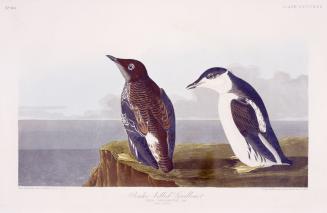 Slender-billed Guillemot