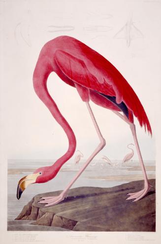 American Flamingo