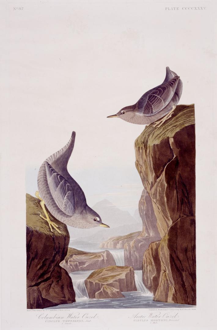 1. Columbian Water Ouzel, 2. Arctic Water Ouzel