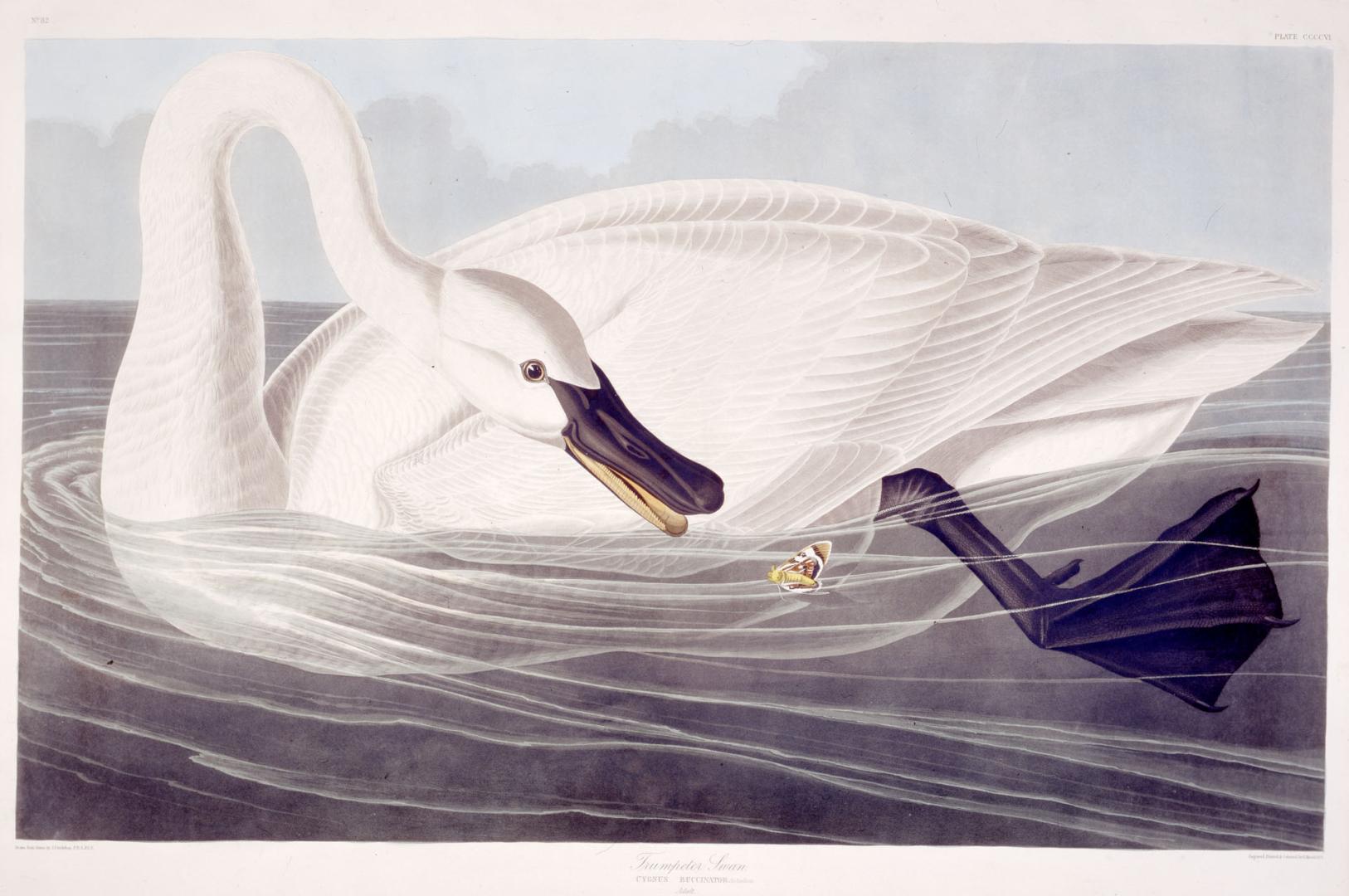 Trumpeter Swan