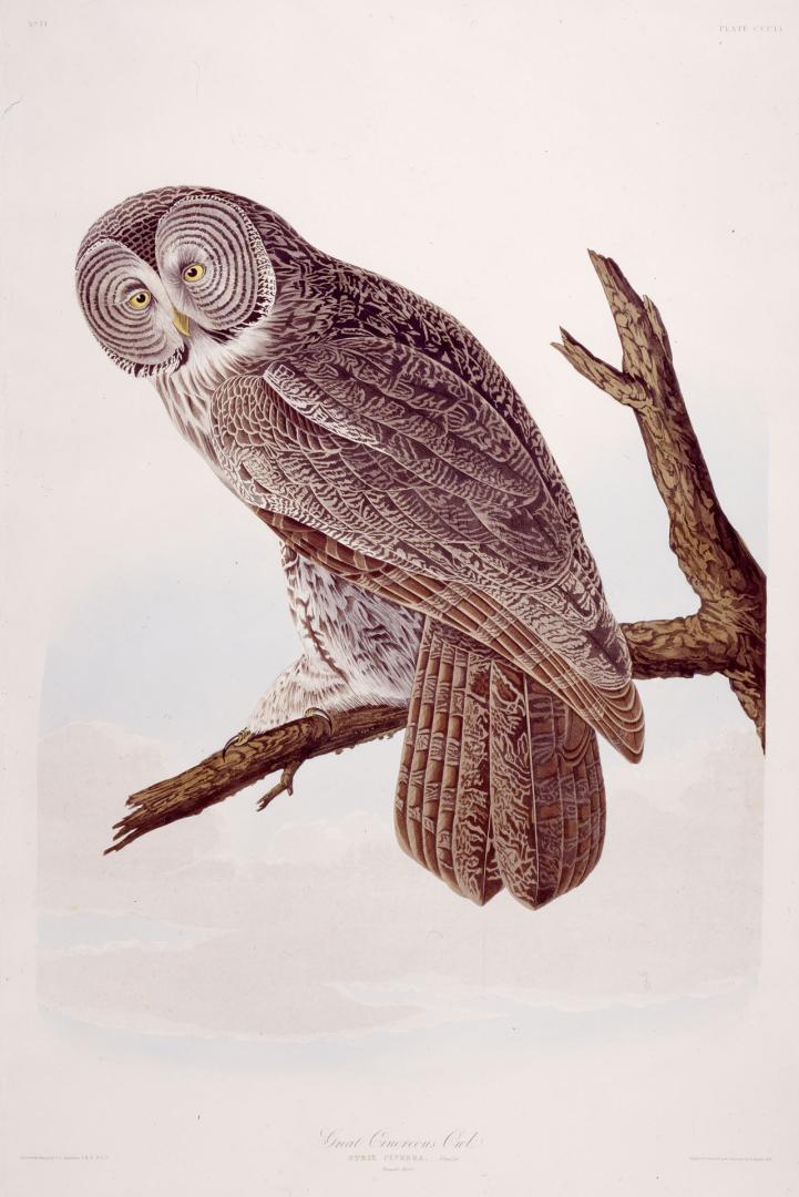 Great Cinereous Owl