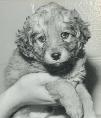 Vicious pup? This 6-week-old puppy bit both ears and a finger off a 2-week-old baby girl in Mississauga but an Ontario Humane Society official says it(...)