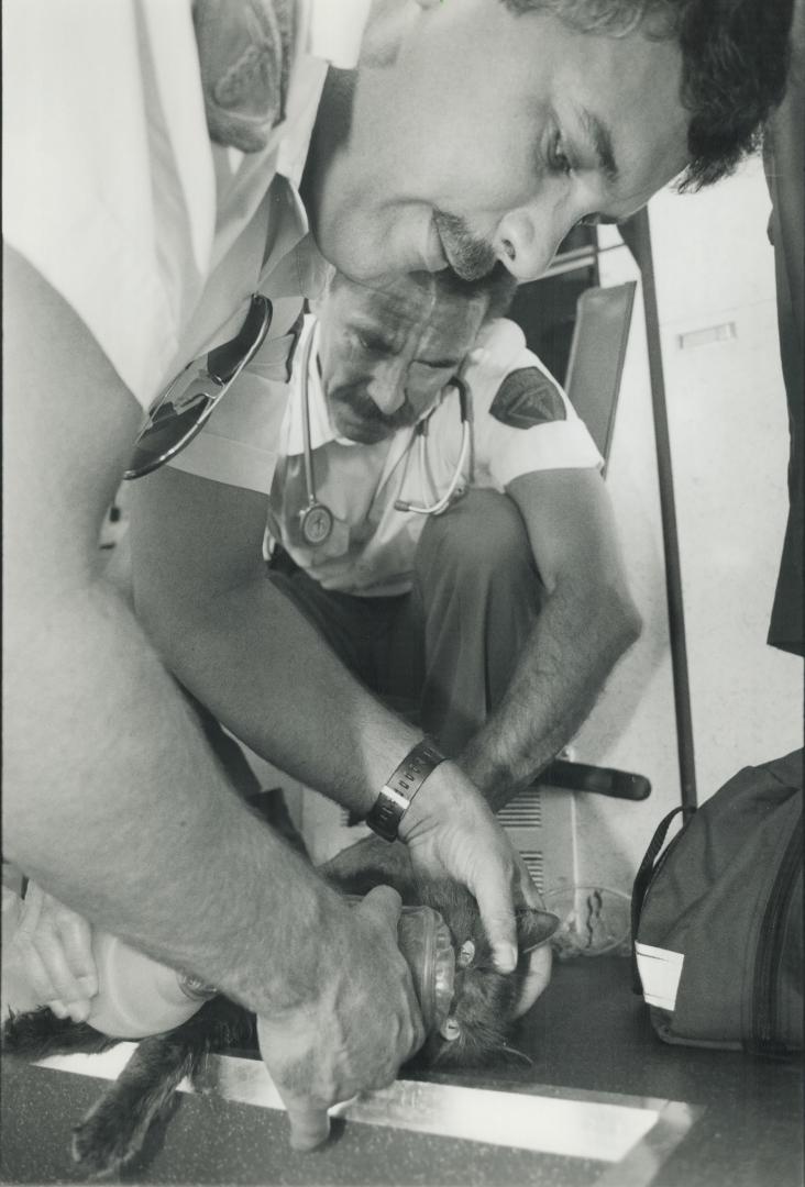 Feline fine after fire rescue. Ambulance attendants Gordon Glibbery, left, and Doug Cargill give a cat oxygen after it was taken from a house fire at (...)