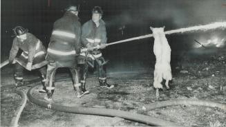 This pooch just loves fires. A playful neighborhood pooch didn t take the effort seriously as firefighters battled a three-alarm blaze last night in a(...)