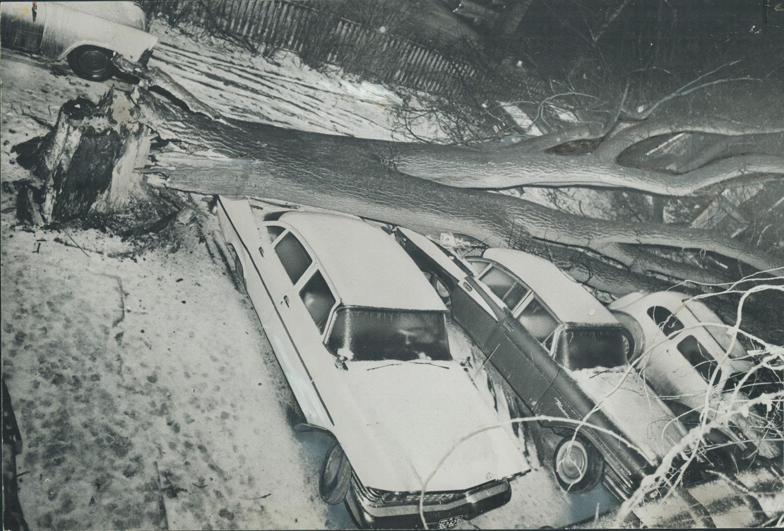 The wind blew . . . and crunch! Buffetted by high winds and weighted down with ice, this elm, half-rotted by Dutch elm disease, crashed atop four cars(...)