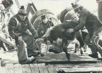 One of surviving 450 cattle is guided from derailed boxcar near Burwash