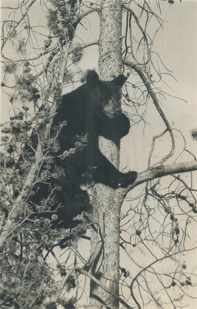 Hunting and fishing are allowed in season and game like moose, cariboo, mountain goat and bear are so tame they stand and look at humans. One recent visitor saw a grizzly with cubs rout a black bear