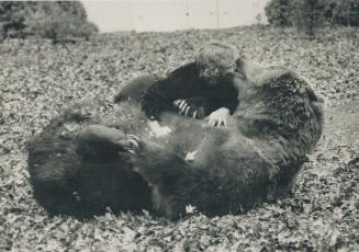 Just grin and bear it. Bart the Bear shows what a gentle giant he is as he frolics with owner and trainer Doug Seus. The star of several movies, most (...)