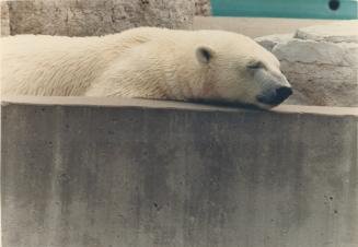 Animals - Bears - Polar 1980