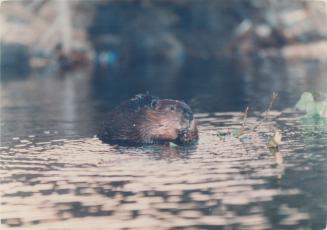 Animals - Beaver