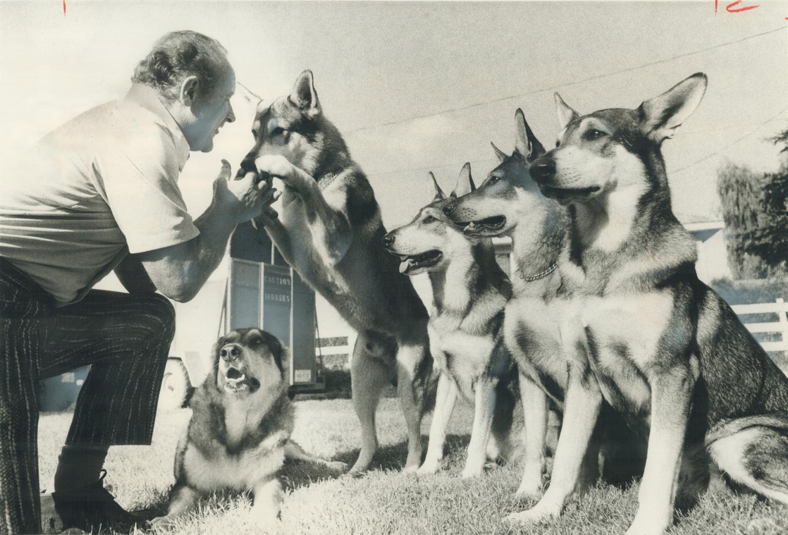 The littlest hobo, vacationing at Georgina on Lake Simcoe after finishing his latest movie, puts his front paws on the hand of his owner, Chuck Eisenm(...)