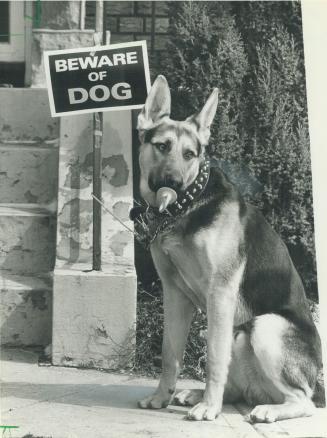 Watch it, baby. Poncho, a year-old German shepherd whose job it is to guard a home in east-end Toronto, may look like a big baby chewing that pacifier(...)