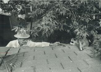 Holding a carrot. Ray McIntyre tries to lure a raccoon out of the vancant house next door to him on Helendale Ave., in the Duplex Ave.-Eglington Ave. (...)