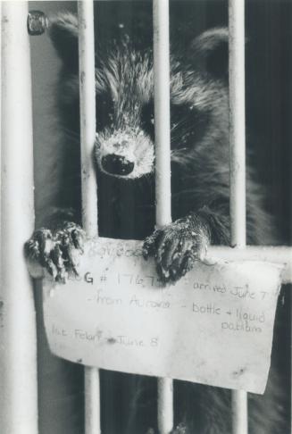 Pablum covered baby racoon is one of many wild animals at humane society