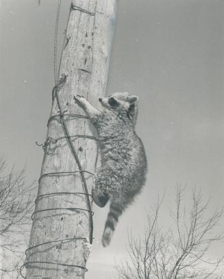 Favorite Sport for Mickey is climbing poles