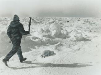 Seal hunter, above, chases seal pup across ice in Gulf of St