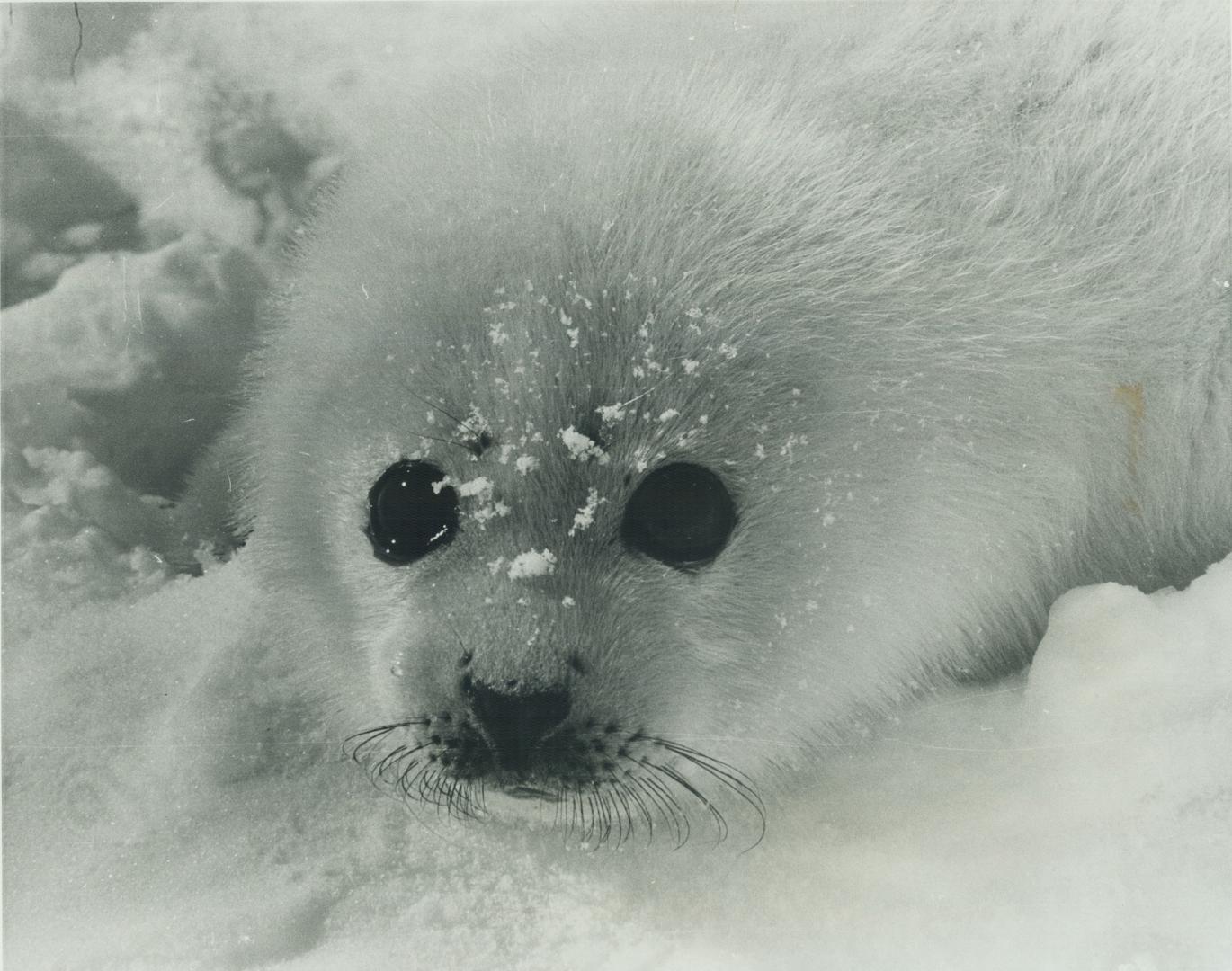 Scientists, conservationists and ordinary people flock to the ice floes in the Gulf of St