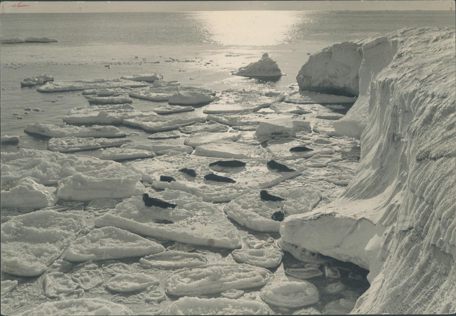 On pancake ice, Weddell seals, a large Antartic variety unknown in the Arctic, are basking off the ice cliffs of Ross Island. They are named after an (...)