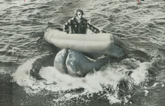 With a dinghy on his nose, Nacho, a two-year-old gray whale, shows his playful side to people aboard a whale-watching ship out of San Diego. The 30-fo(...)