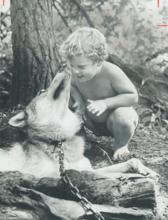 A 2-year-old wolf, Rocky, who weighs 80 pounds, was at the Ontario Wolf League's picnic yesterday at Horton's Tree Farm, near Ballantrae, and made fri(...)