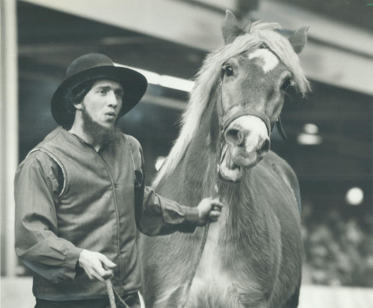 Well-groomed draft horse being shown by handler was one of 224 up for auction at the farm show