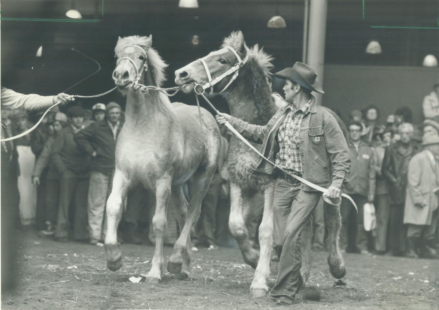 Horse sense. Heavy draft horses are making a comeback in popularity as work horses as farmers try to cut energy costs. A 5-year-old Belgian mare in fo(...)