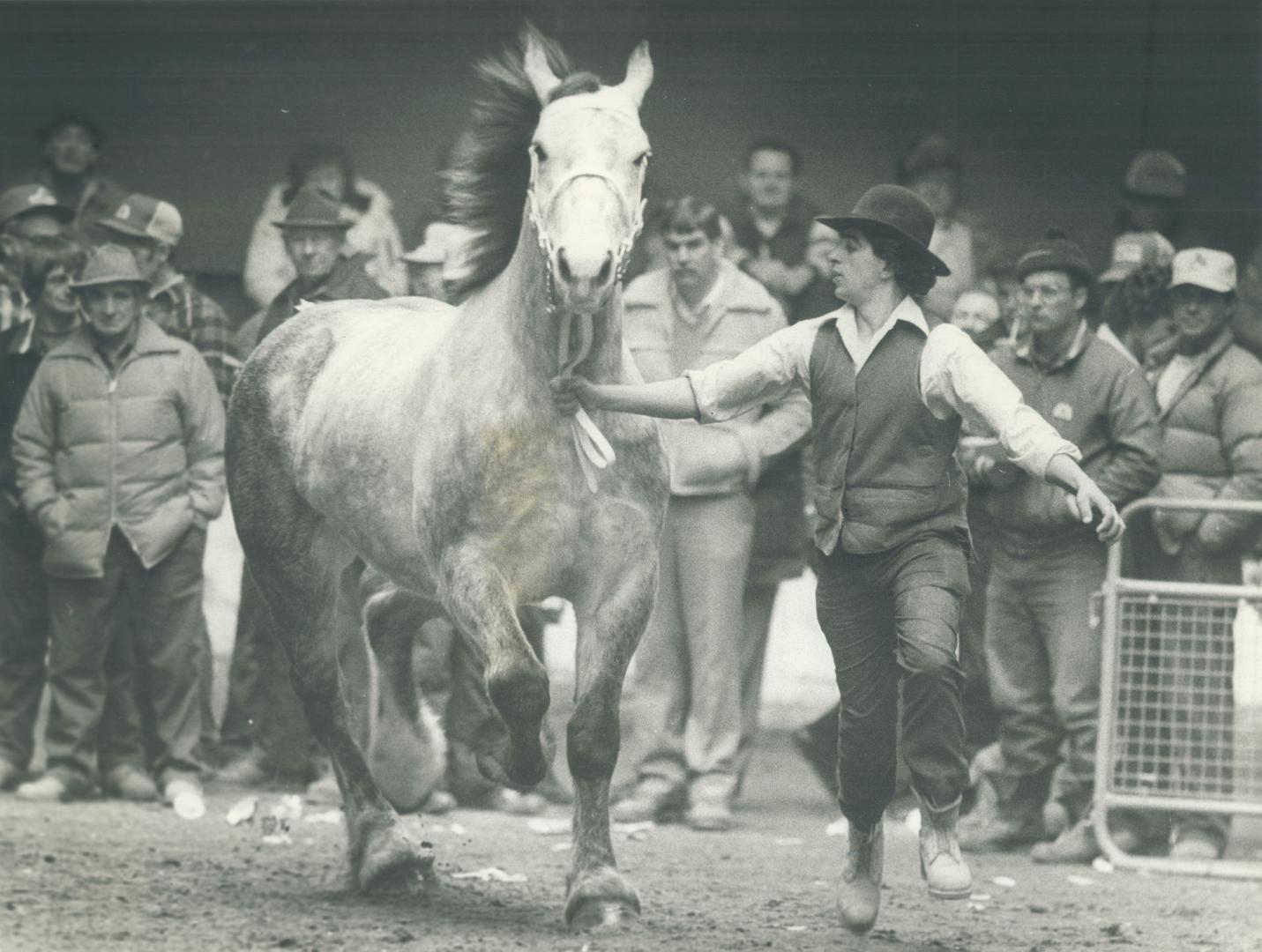 Horse auction draws crowds all on its own