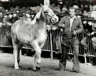 Draft pony takes his turn in the auction ring