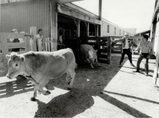 Top talkers on the continent sold 2 million pounds of beef on the hoof