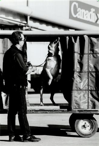 Nose for Narcotics: Canada Customs handler Chris Sharpe and Blue, a 2-year-old yellow Lab, search baggage-carrying trams for drugs at Pearson International Airport