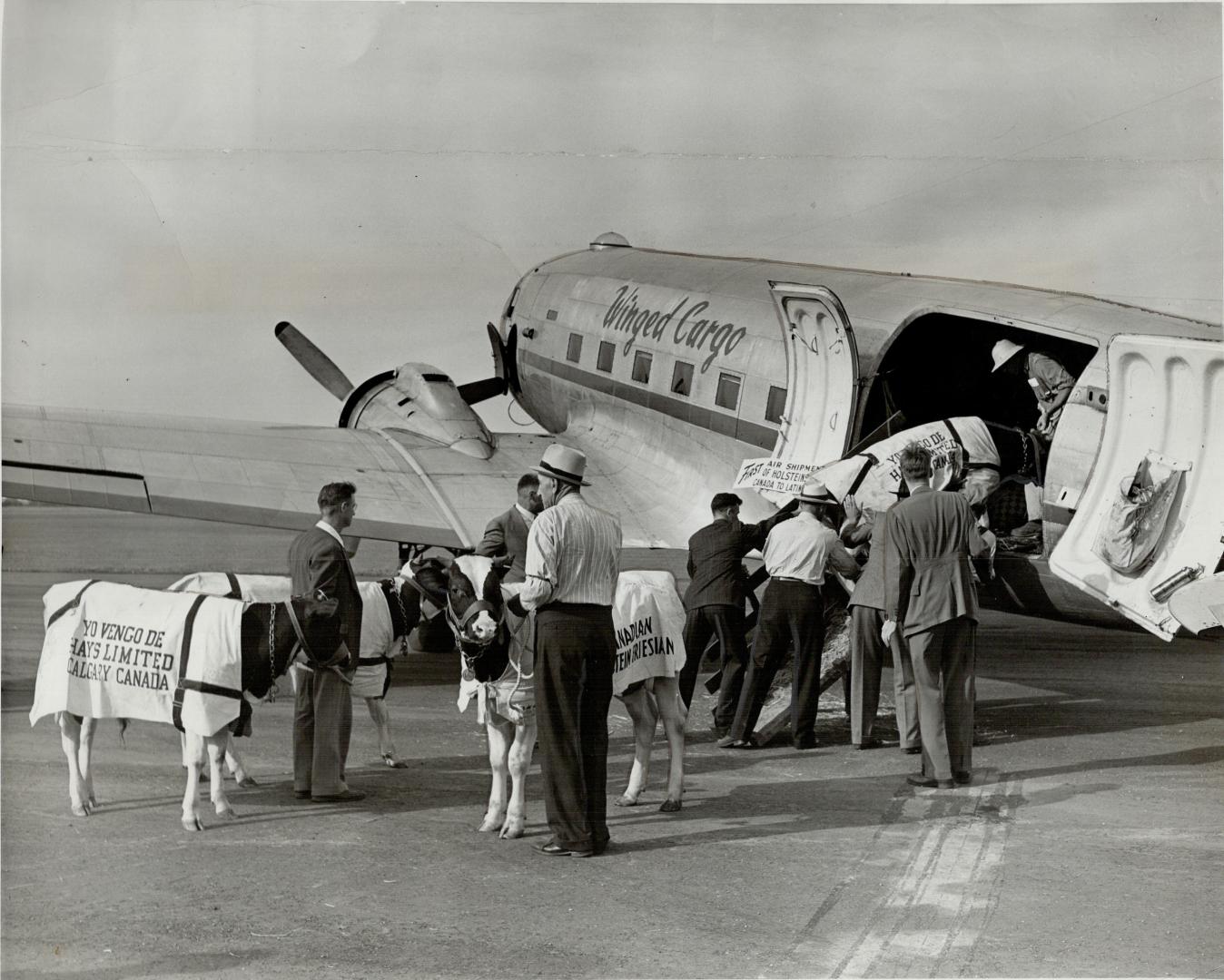 First shipment of Cattle ever to leave Canada by air took off from Malton airport today