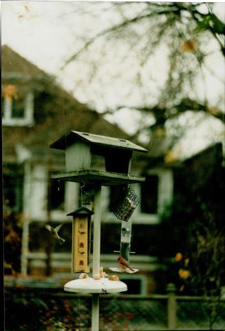 Birds - Bird houses, bird feeders, bird baths