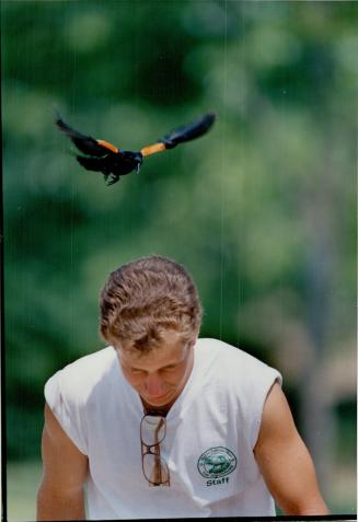 Dive bomber: This red-winged blackbird tries to shoo zookeeper Ray Schofield away from the tiger compound, where she has set up her nest