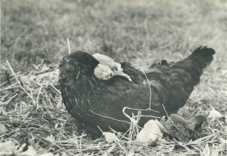 Chick-less hen at Nazzareno Capriotti's farm near Bolton has adopted four 6-day-old kittens and won't let the 5-year-old Persian mother near them. The(...)