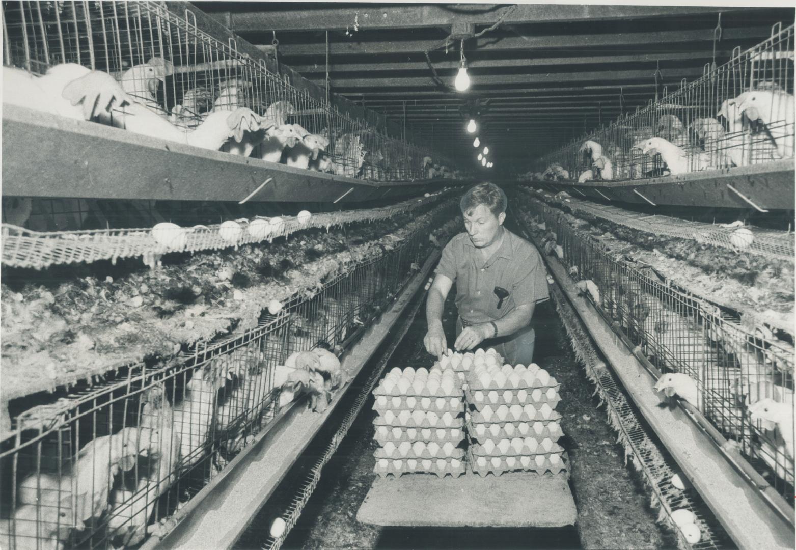 Sand Hens owned by Art Miedema, above, brother produce eggs that are sold through a provincial marketing board, which in turn sells surplus eggs in a (...)