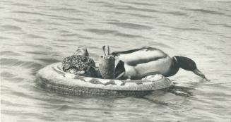 A couple of ducks have found an ideal place to nest - in a mooring buoy in the basin of National Yacht Club