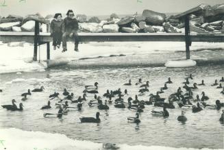 The water's cold, but the ducks don't seem to mind - and neither do the people watching them