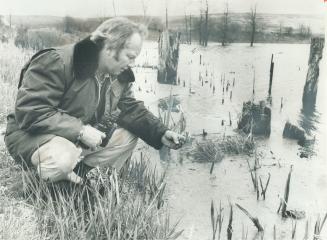 A paradise for ducks, this marsh near Aurora was created by damming an intermittent stream