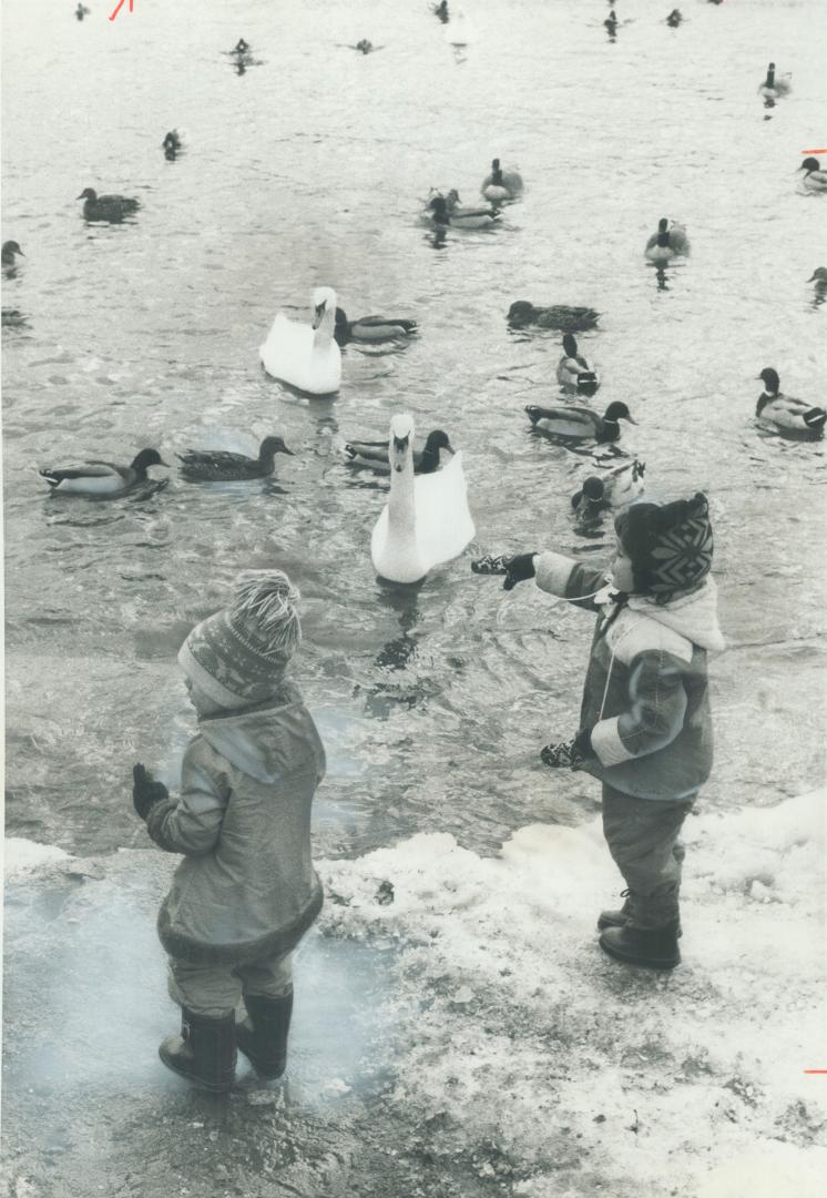 Swans join wild kin. The Swans from Gairloch Gardens in east Oakville have joined the growing number of ducks and Canada geese wintering along Lake On(...)