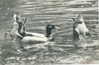 Even Canada's wild ducks know a good thing when they find it, and several hundred winter annually along the Lakeshore and at Toronto Island. The Toron(...)