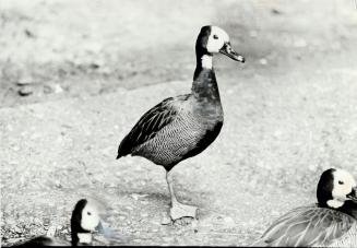 White-faced whistling duck perches on branches