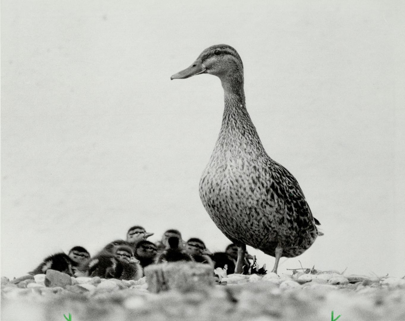 All set for class. For the past four years, Mama Duck has laid her eggs near a wading pool in the central courtyard of Dunbarton High School in Picker(...)