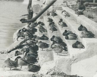 Dozing in the Sun, a variety of ducks and geese bask in the fresh breezes yesterday on the waterfront steps near the Harbor Police, perhaps dreaming t(...)