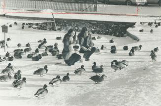 Ducks that winter on Grenadier Pond in High Park get a handout from Annie Magansa, 15, and Alan Potter, 18, to disapproval of waterfowl biologist Robe(...)